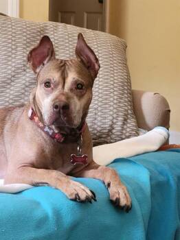 WILLETTE -  Pit Bull Terrier Dog for Adoption in Charlotte, North Carolina - WILLETTE | PetCurious