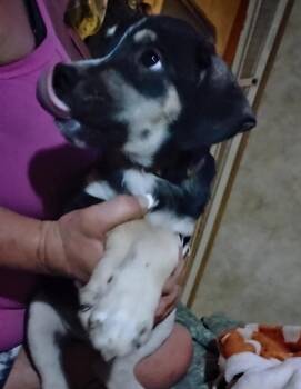 Pedro -  Staffordshire Bull Terrier Dog for Adoption in The Woodlands, Texas - Pedro | PetCurious