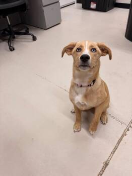 Shelbi -  Hound Dog for Adoption in Findlay, Ohio - Shelbi | PetCurious