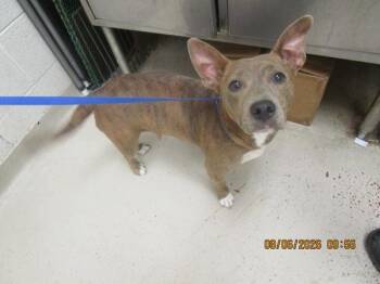 (78) -  Pit Bull Terrier Dog for Adoption in Marietta, Georgia - (78) | PetCurious