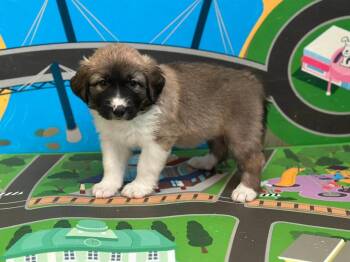 Collie and Anatolian Shepherd Dogs Available for Adoption - Delta | PetCurious