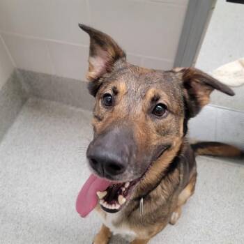 HUCK -  German Shepherd Dog and Mixed Breed Dog for Adoption in Omaha, Nebraska - HUCK | PetCurious
