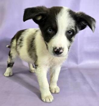 Australian Shepherd and Mixed Breed Dogs Available for Adoption in Morton Grove, Illinois - Steve | PetCurious