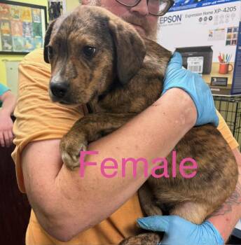 Pit Bull Terrier and Mixed Breed Dogs Available for Adoption - Shamrock | PetCurious