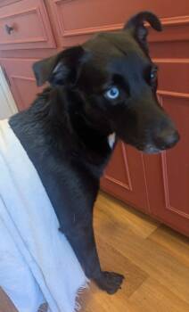 Labrador Retriever and Australian Shepherd Dogs Available for Adoption in Mechanicsburg, Pennsylvania - Bluey | PetCurious