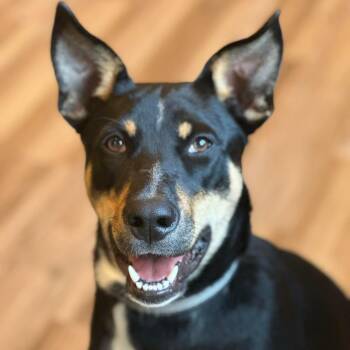 German Shepherd Dog and Doberman Pinscher Dogs Available for Adoption in Warren, Rhode Island - Gaston | PetCurious