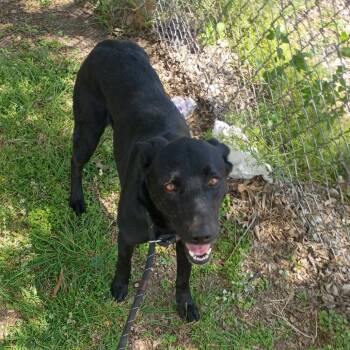 Tayla D46513 -  Black Labrador Retriever and Mixed Breed Dog for Adoption in Corsicana, Texas - Tayla D46513 | PetCurious