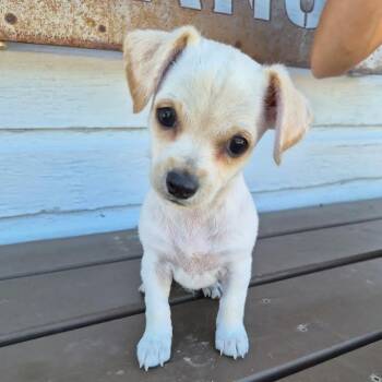 Chip -  Terrier and Chihuahua Dog for Adoption in Prescott, Arizona - Chip | PetCurious