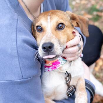 Rescue Cattle Dog and Beagle Dogs for Adoption in West Grove, Pennsylvania - Spice  (Female)   Avail  12/2 | PetCurious