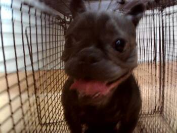 TINA BELCHER -  French Bulldog Dog for Adoption in Martinez, California - TINA BELCHER | PetCurious