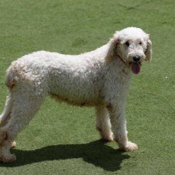 Betty (JY26-28) -  Standard Poodle Dog for Adoption in Peyton, Colorado - Betty (JY26-28) | PetCurious