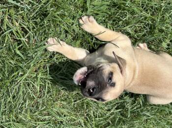 Franco -  Pit Bull Terrier Dog for Adoption in Stahlstown, Pennsylvania - Franco | PetCurious