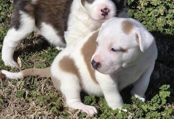 Pit Bull Terrier and Australian Shepherd Dogs Available for Adoption - Artemis | PetCurious