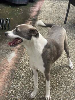 Rescue Mixed Breed Dogs for Adoption in Baton Rouge, Louisiana - Coco | PetCurious