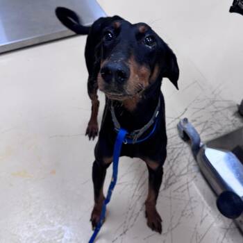 Virgil -  Mixed Breed Dog for Adoption in Winston-salem, North Carolina - Virgil | PetCurious