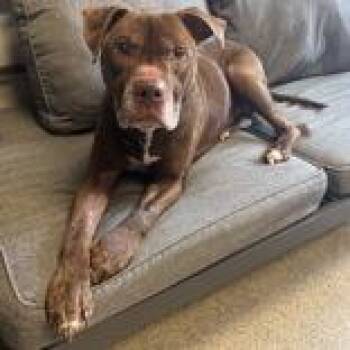 Mixed Breed Dogs Available for Adoption - Oscar | PetCurious