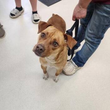 Pit Bull Terrier and Mixed Breed Dogs Available for Adoption in Baraboo, Wisconsin - Debbie | PetCurious