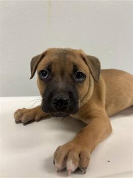 KRAKEN -  Chihuahua Dog for Adoption in Corpus Christi, Texas - KRAKEN | PetCurious