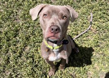 GEORGE -  Pit Bull Terrier and Mixed Breed Dog for Adoption in Colorado Springs, Colorado - GEORGE | PetCurious