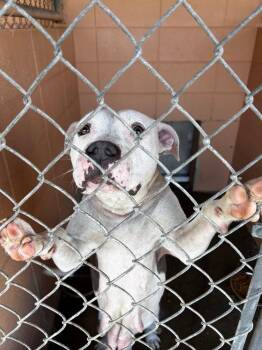 Lita -  Pit Bull Terrier Dog Available for Adoption in Gautier, Mississippi - Lita | PetCurious