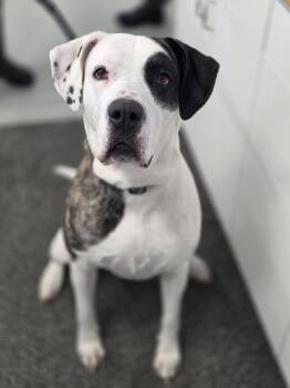 Great Dane Dogs Available for Adoption - Lily | PetCurious