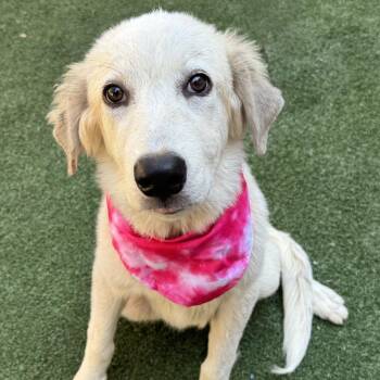 Wildflower -  Great Pyrenees Dog for Adoption in New York, New York - Wildflower | PetCurious