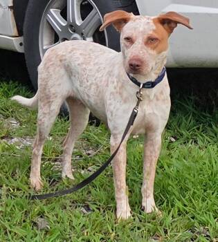 Freya -  Australian Cattle Dog Blue Heeler Dog for Adoption in Merrillville, Indiana - Freya | PetCurious