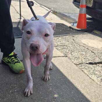 Oszo -  Pit Bull Terrier Dog for Adoption in Newark, New Jersey - Oszo | PetCurious