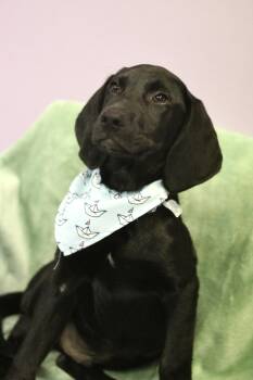 Ranger in NH. Come Meet our Adoptable Dogs Wednesday-Saturday. M -  Black Labrador Retriever Dog for Adoption in Manchester, New Hampshire - Ranger In NH. Come Meet Our Adoptable Dogs Wednesday-Saturday. M | PetCurious
