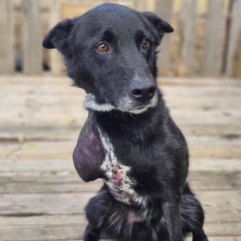 Rescue Mixed Breed and Border Collie Dogs for Adoption in Pulaski, Tennessee - Skip | PetCurious