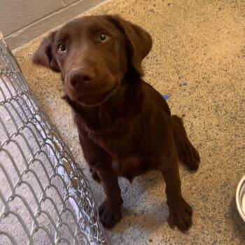 Ducky - Delta -  Chocolate Labrador Retriever Dog for Adoption in Ridgway, Colorado - Ducky - Delta | PetCurious