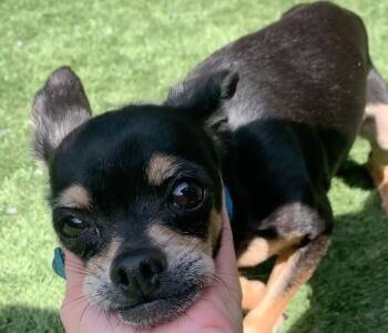 SHORT TERM FOSTER NEEDED FOR ROCKY - PLEASE REPLY ASAP IF YOU CA -  Chihuahua Dog for Adoption in San Marcos, California - SHORT TERM FOSTER NEEDED FOR ROCKY - PLEASE REPLY ASAP IF YOU CA | PetCurious