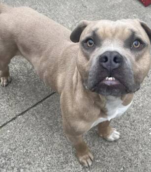 Bulldog Dogs Available for Adoption in Chicago, Illinois - Gordy | PetCurious