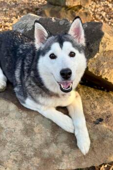 Rescue Siberian Husky Dogs for Adoption in Kiowa, Oklahoma - Tessie Lou | PetCurious