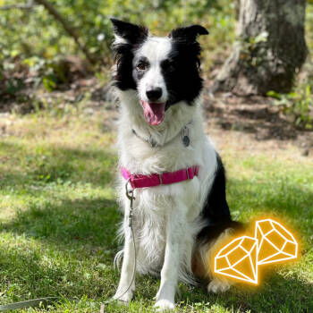 Rescue Border Collie Dogs for Adoption in East Hampton, New York - Kira | PetCurious
