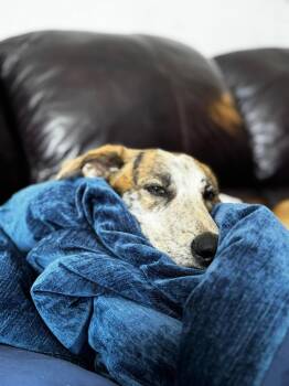 Retriever and Mixed Breed Dogs Available for Adoption - Moffin | PetCurious