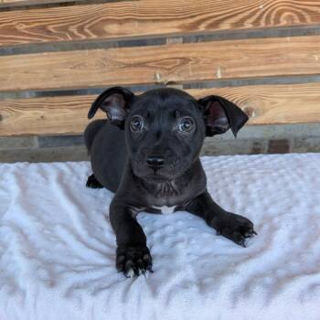 Boots -  Chihuahua and Terrier Dog for Adoption in Chico, California - Boots | PetCurious
