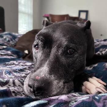 Star -  Pit Bull Terrier Dog for Adoption in Haslet, Texas - Star | PetCurious