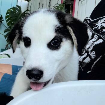 Uncrustable -  Collie Dog for Adoption in Carencro, Louisiana - Uncrustable | PetCurious