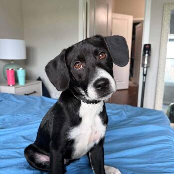 Bo -  Labrador Retriever and Hound Dog for Adoption in Carmel Hamlet, New York - Bo | PetCurious