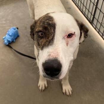 Baby -  American Staffordshire Terrier and Mixed Breed Dog for Adoption in Taos, New Mexico - Baby | PetCurious
