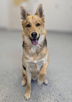 Remy -  German Shepherd Dog and Siberian Husky Dog for Adoption in Yankton, South Dakota - Remy | PetCurious
