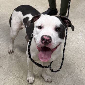 Rescue Pit Bull Terrier Dogs for Adoption in East St. Louis, Illinois - Yugo | PetCurious