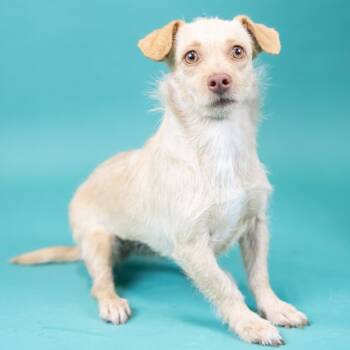 Fuji -  Terrier Dog for Adoption in Portland, Oregon - Fuji | PetCurious
