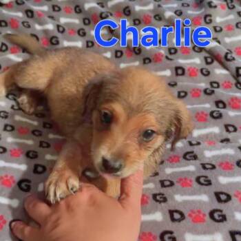 Chihuahua Dogs Available for Adoption in Dallas, Texas - Charlie | PetCurious
