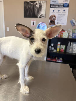 Rescue Chihuahua and Schnauzer Dogs for Adoption in Brewster, New York - Iris (Corpus) | PetCurious