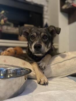 Shepherd Dogs Available for Adoption - Hermes | PetCurious