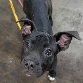 Boston -  Boston Terrier and Chihuahua Dog for Adoption in Dallas, Texas - Boston | PetCurious