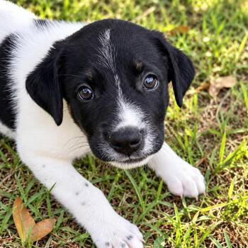 Landry - Loving, Cuddles, Fun Personality Sweet Boy, and Great w -  Beagle and Labrador Retriever Dog for Adoption in Houston, Texas - Landry - Loving, Cuddles, Fun Personality Sweet Boy, And Great W | PetCurious
