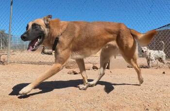 Taylon -  Belgian Shepherd Malinois Dog for Adoption in San Tan Valley, Arizona - Taylon | PetCurious